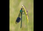 Banded Demoiselle - Keith Gordon.jpg